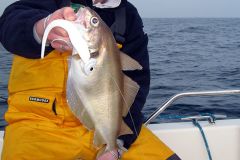 Tacklefish caught in a boat on a soft lure