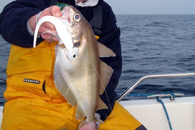 Tacklefish caught in a boat on a soft lure