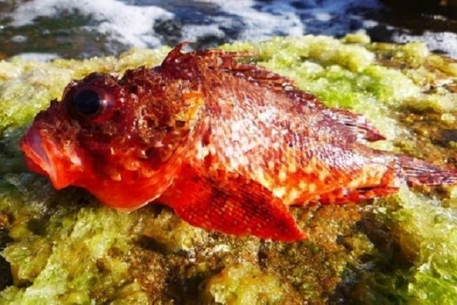 Red scorpion fish caught while rockfishing