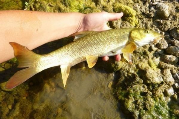Common barbel, a species to be caught in Europe's rivers
