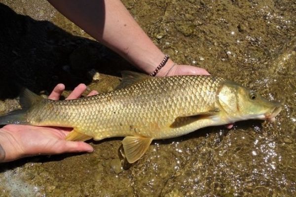Discover the comizo barbel, the largest of the European barbs