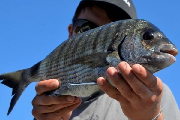 Pelota fishing to catch sparids in rough seas
