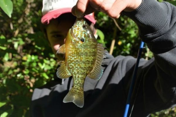 The sun perch is an easy species to fish for beginners