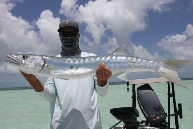 Barracuda fishing in Florida, a serious adversary to track from shore