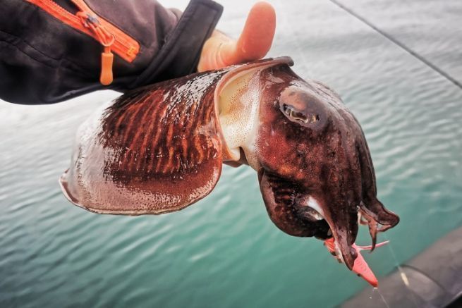 Which areas to fish for cuttlefish by boat?