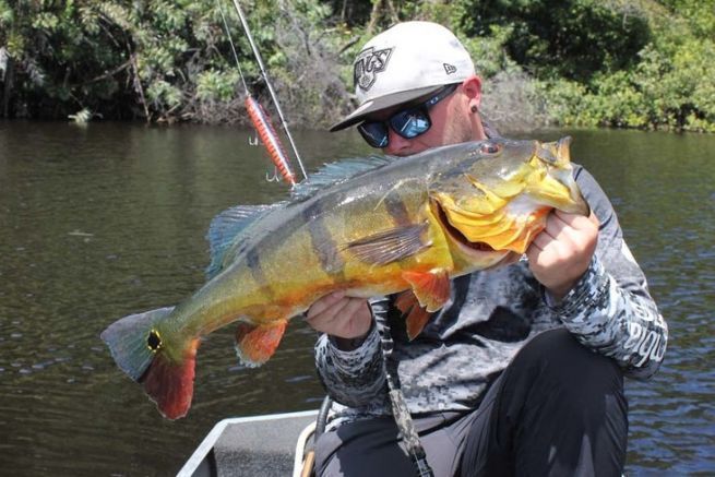 4 spots where to find peacock bass in Amazonian rivers