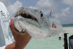 The barracuda, a very interesting fish to catch.