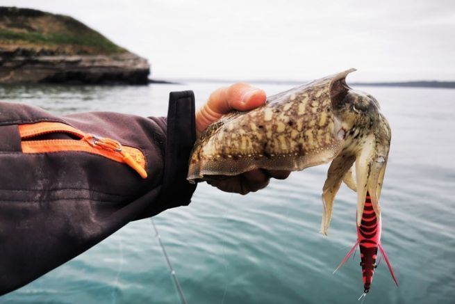 What technique and equipment should you use for cuttlefish fishing from a boat?