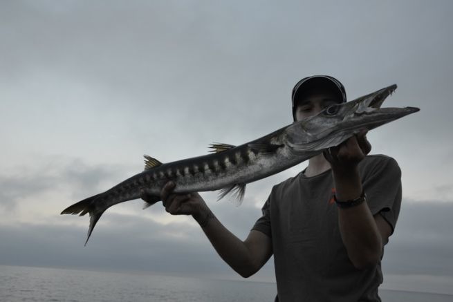 The barracuda, a fun fish to catch from the shore