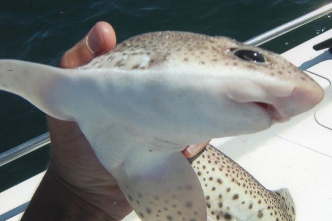 A shark with almond-shaped eyes