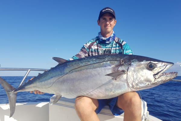Yellowfin or albacore tuna, a widespread species around the globe