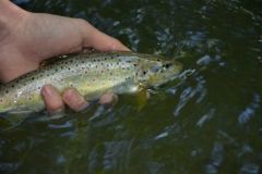 The trout fario