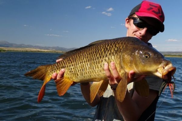 10 wt fly reel for sale 9 10 11 Weight Fly Reel