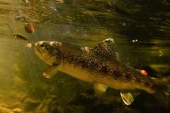 Brook trout with micro spinnerbait