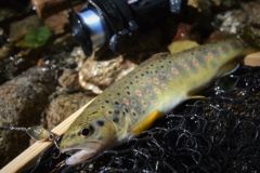 Vintage reels and wooden landing nets are very much in vogue in Japan for trout stalking.