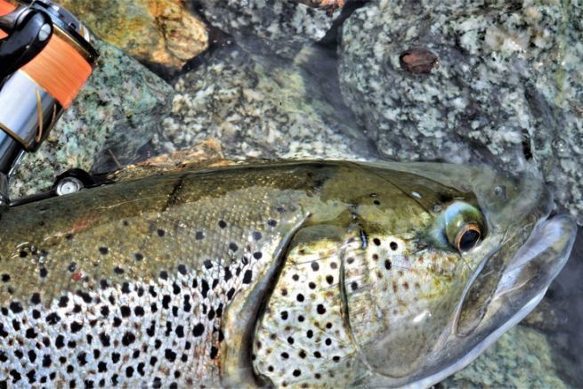 Nylon is the line traditionally used for trout luring