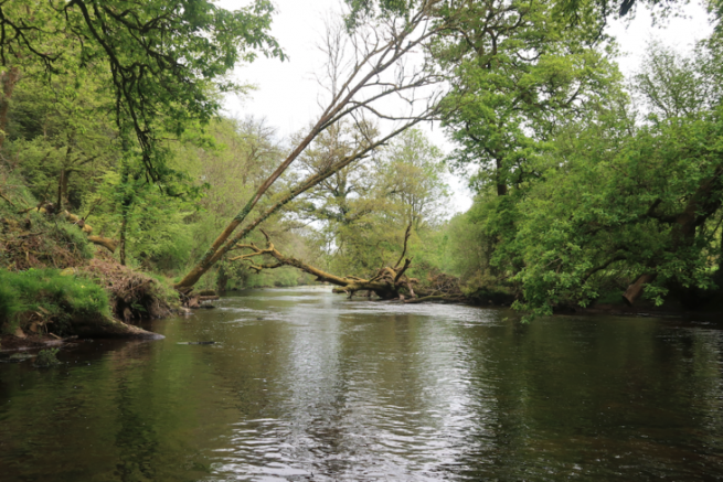 Choose your fishing areas to catch trout on the fly at the beginning of the season