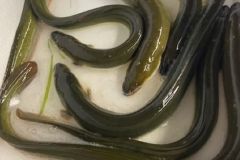 The eels of the Poitevin marsh