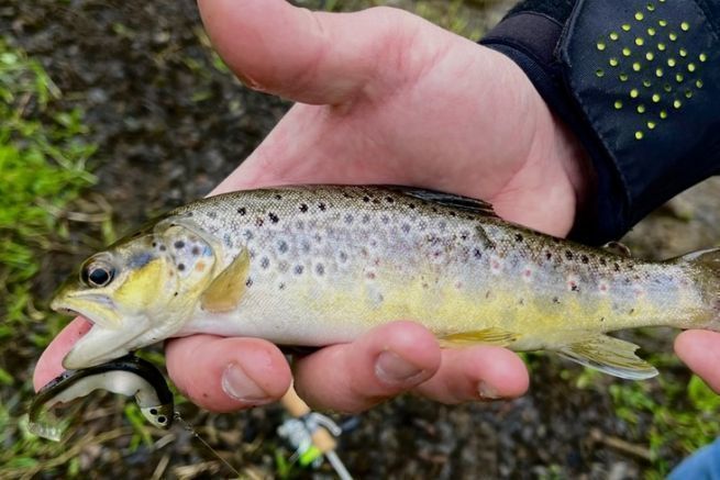 Report on my trout lure fishing opening in a small river