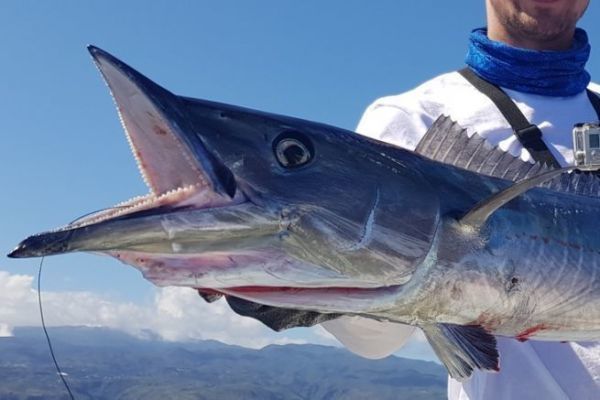 Discovering the wahoo, a predator that lives up to its name