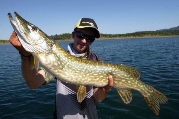 Understanding and succeeding with pelagic pike fishing