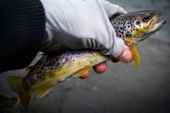 Trout fishing, finding the fish through experience