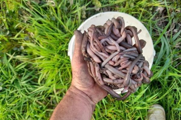 Collecting and preserving earthworms for fishing