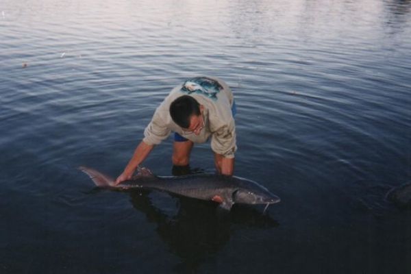 Four seasons for a mythical and powerful fish, the sturgeon