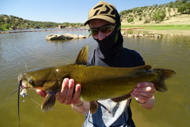 Discover the fishing of the channel catfish, a fantastic fighter very  present in Portugal