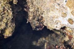 The stone crab