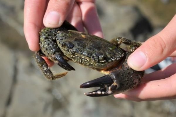 Warty crab, a bait prized by dorados and sars
