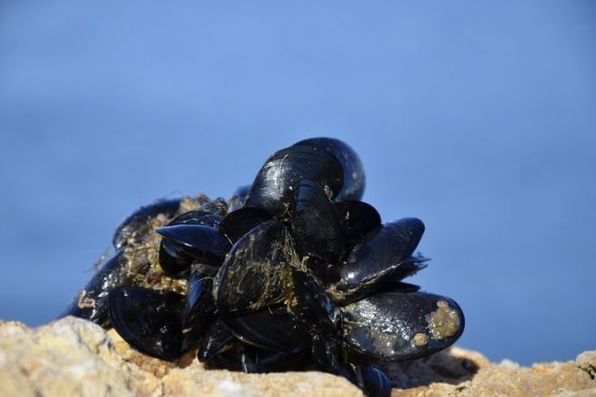 The mussel, a common bait for sea fishing that attracts many fish