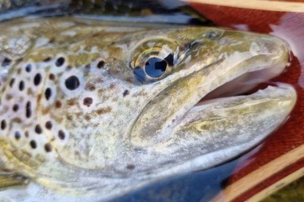Should I use UV-reflective lures for trout fishing?