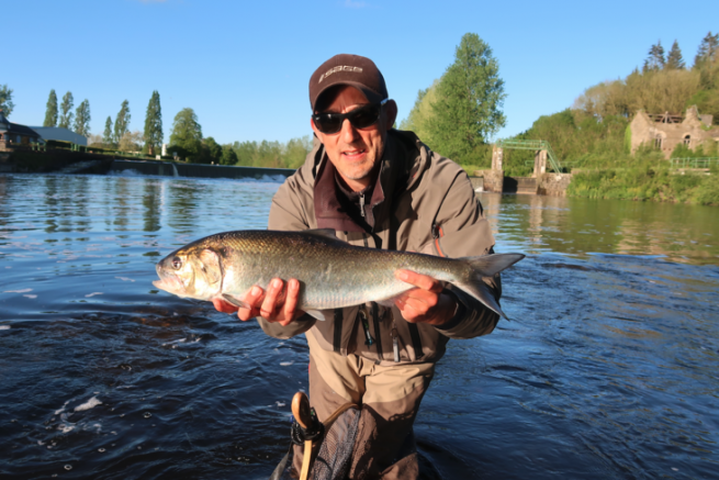 The shad, an exciting migratory species often neglected by the sport fisherman