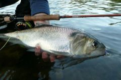 A tank or castillon material will be well adapted for the shad