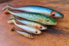 The Duckfin Shad Family