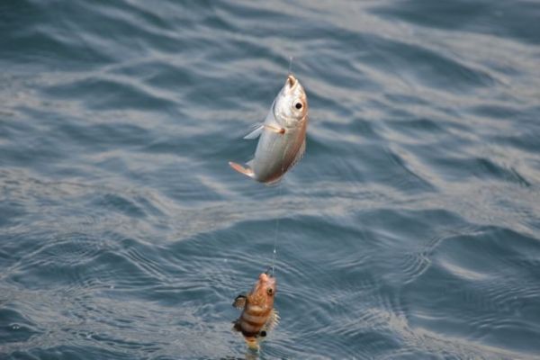 Light bait fishing, easy access for beginners