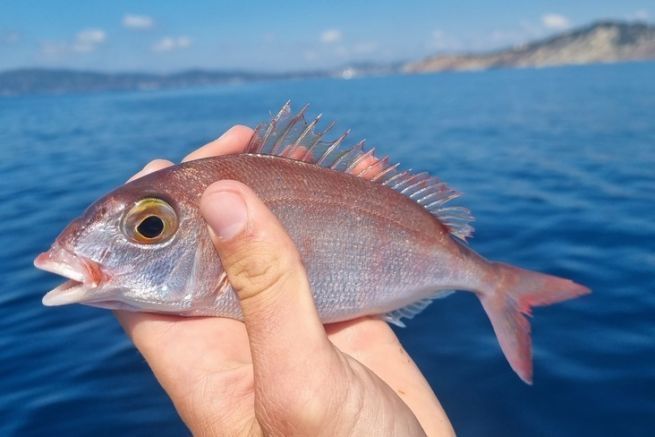 Pageot acarn, a fish found on fishing trips to support