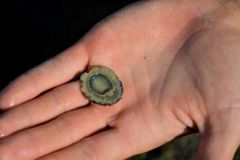 Limpet or barnacle, an easy-to-source bait