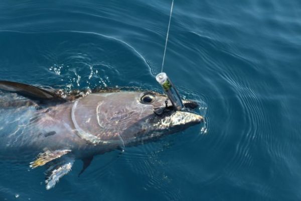 Bluefin tuna fishing, knots to tie and equipment to have
