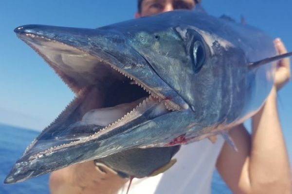 Discovering the wahoo, a predator that lives up to its name