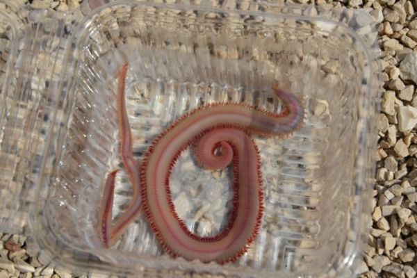 The American worm, a bait for all-season sparid fishing