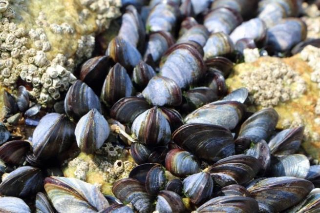 Shellfish, baits for sea fishing not to be neglected