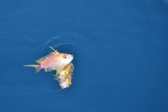 Barber or anthias