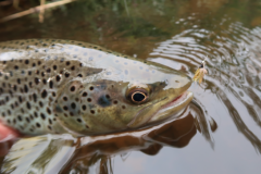 The big trout will be out for the May fly hatch