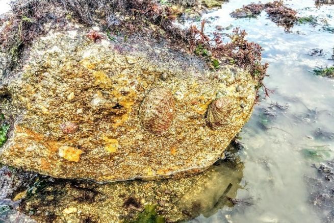 Abalone, a shellfish made more accessible by kayak, when you know the spots
