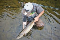 The Atlantic salmon, a mythical species for many fishermen!