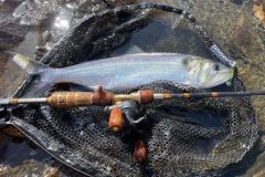 Shad fishing in baitfiness is particularly interesting