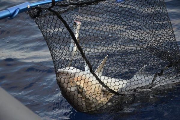 Fishing in the Mediterranean in summer, specificities to be taken into account