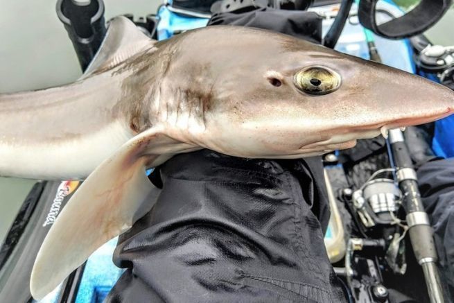 Fishing for emissoles in Brest, meeting with these sharks with yellow eyes